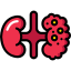 Kidneys Renal Health