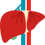 Liver Health